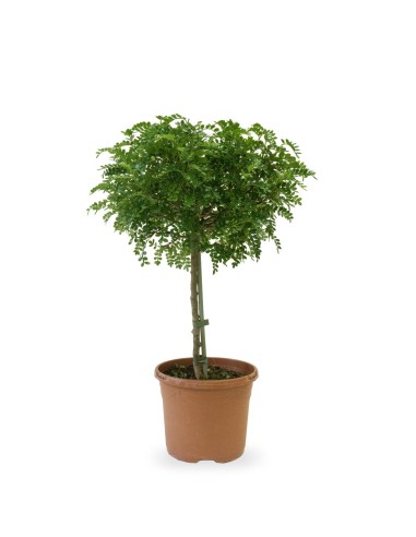 Zanthoxylum alberello