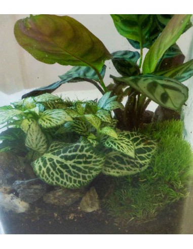 Terrarium mix con Calathea