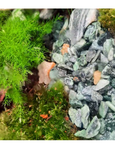 Terrario in vetro big con mix di piante