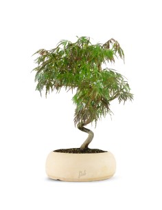 Acero palmato atropurpureum...