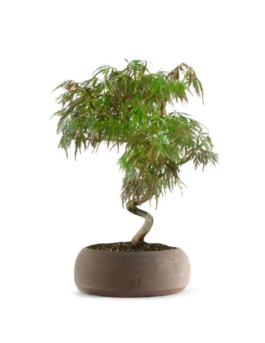 ACERO PALMATO ATROPURPUREUM | BONSAI...