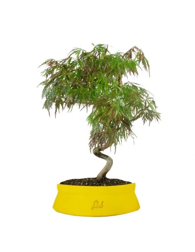 ACERO PALMATO ATROPURPUREUM | BONSAI...