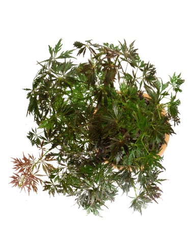 Acero palmato atropurpureum | bonsai...