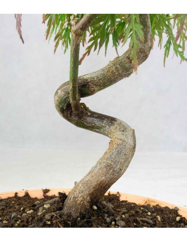 Acero palmato atropurpureum | bonsai...