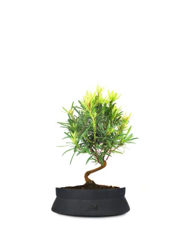 Podocarpus S