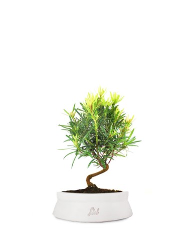 Podocarpus S