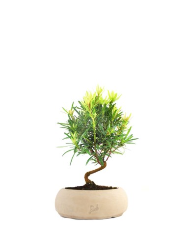 Podocarpus S