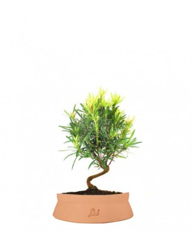 Podocarpus S