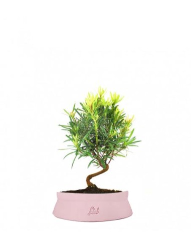 Podocarpus S