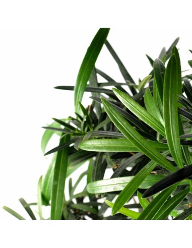 Podocarpus S