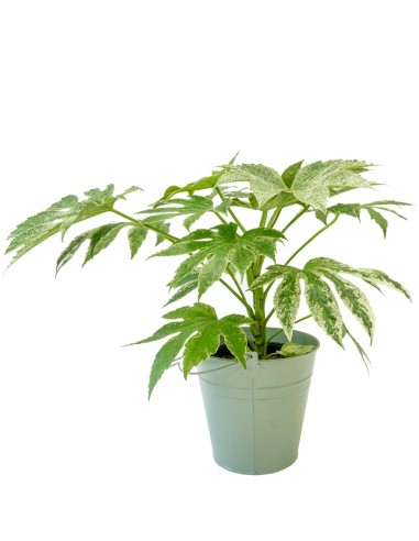Aralia | Variegata o Fatsia Giapponese