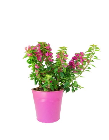Bougainvillea da balcone in vaso