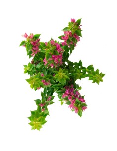 Bougainvillea da balcone in... 2