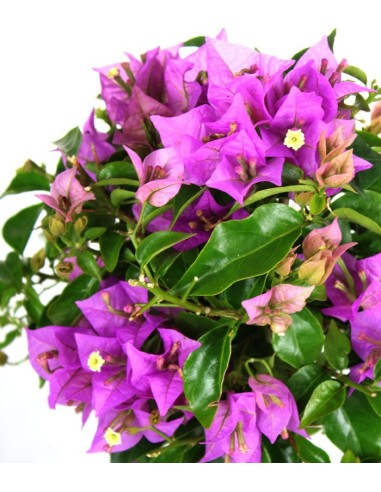 Bougainvillea alberello