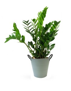 Zamia - Palma Zamioculcas