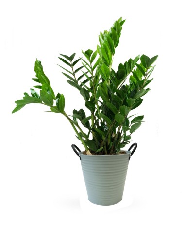 Zamia - Palma Zamioculcas