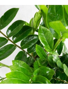 Zamia | Pianta di Padre Pio 2