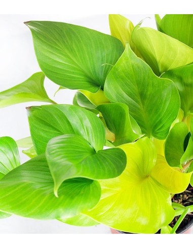Filodendro Lemon Lime