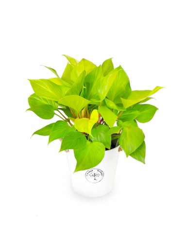 Filodendro Lemon Lime