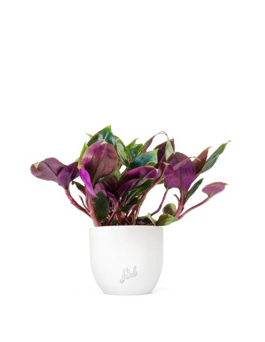 Tradescantia Roxxo