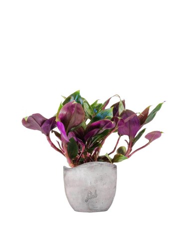 Tradescantia Roxxo
