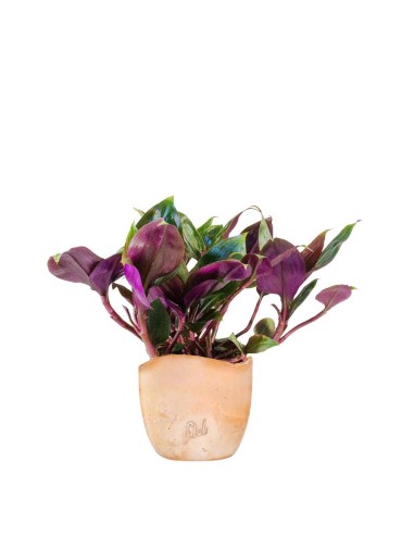 Tradescantia Roxxo