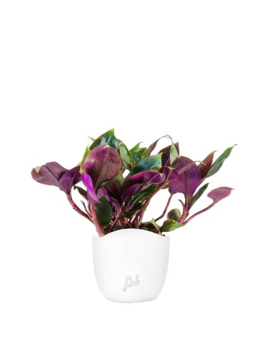 Tradescantia Roxxo