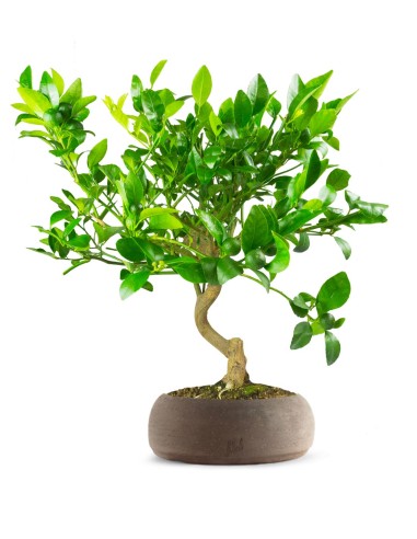 Citrus reshni bonsai o mandarino...