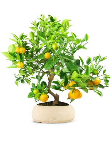 Citrus