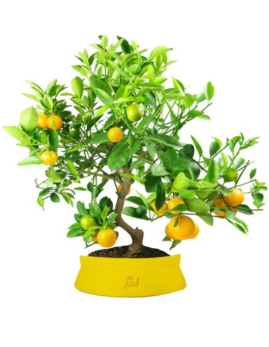Citrus