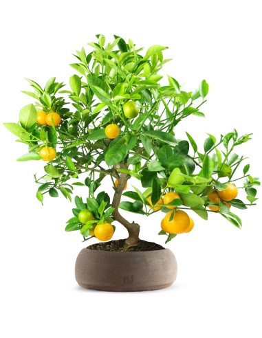 Citrus