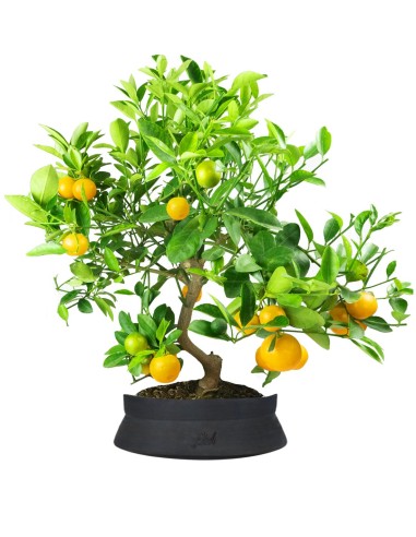 Citrus