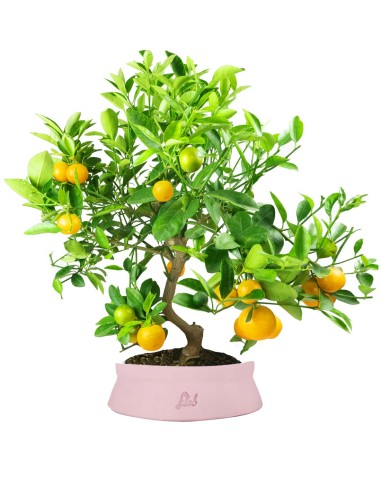Citrus
