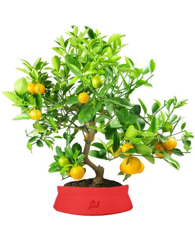 Citrus