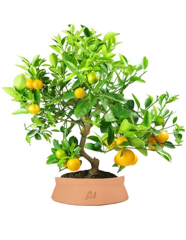 Citrus