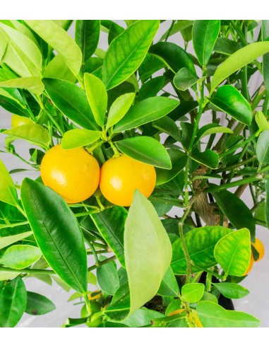Citrus