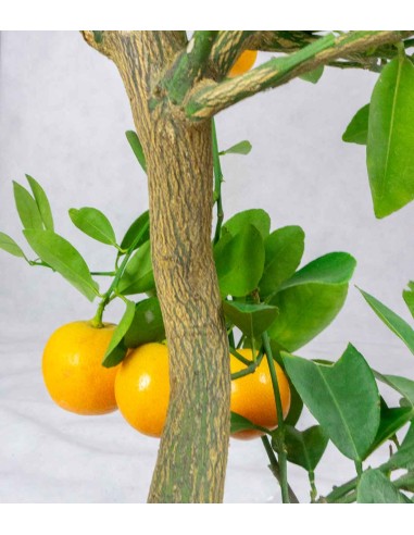 Citrus