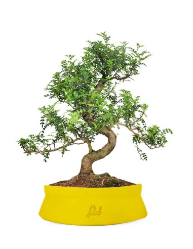 Pepe Bonsai XXXL
