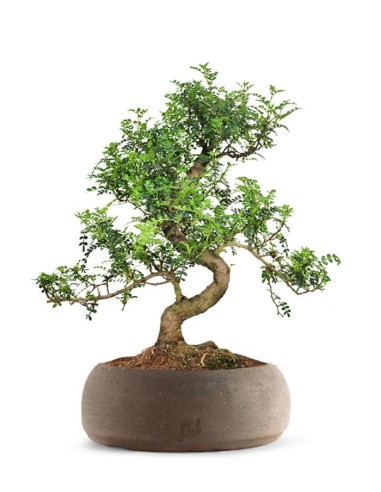 Pepe Bonsai XXXL
