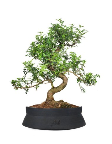 Pepe Bonsai XXXL