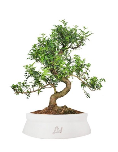 Pepe Bonsai XXXL