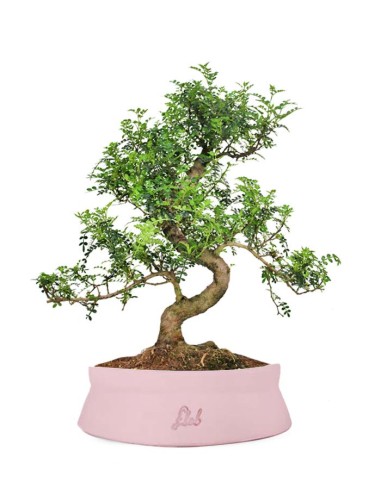 Pepe XXXL