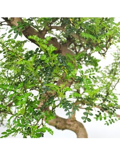 Pepe Bonsai XXXL 2