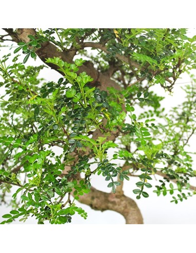 Pepe Bonsai XXXL