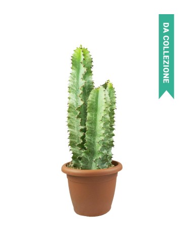 Euphorbia Eritrea Variegata