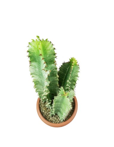 Euphorbia Eritrea Variegata