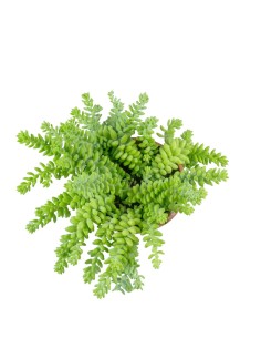 Sedum burrito 2