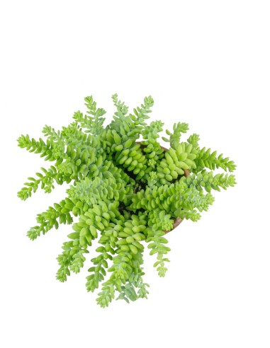 Sedum burrito