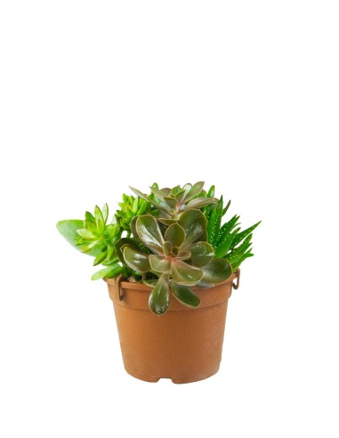 Ciotola succulente Mix
