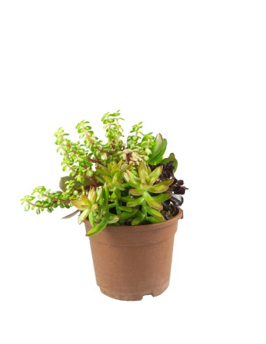 Ciotola succulente Mix
